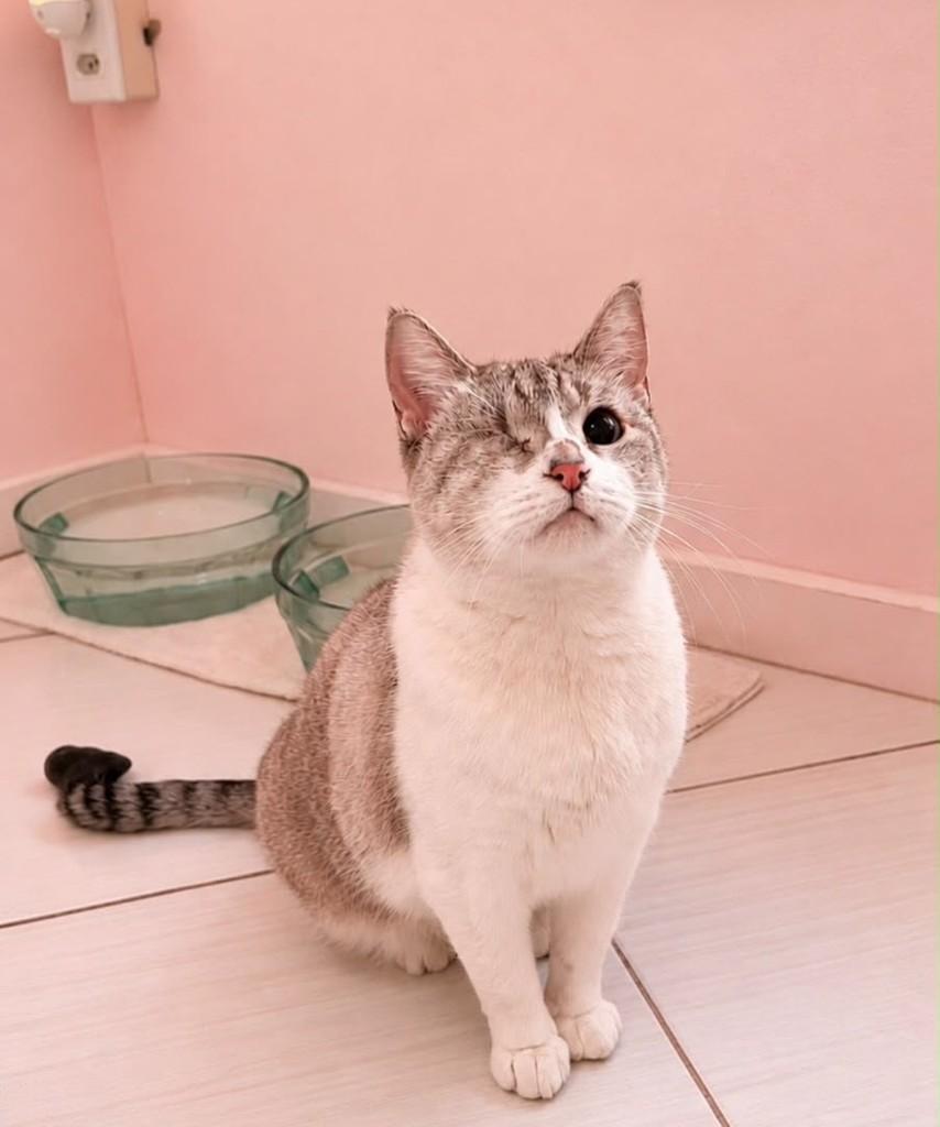 Clara, gata de porte médio para adoção em Camboriú - SC