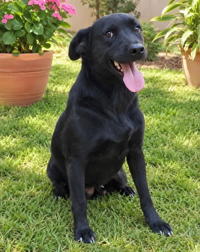 Black, cachorro de porte grande para adoção em Camboriú - SC