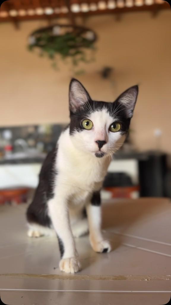 Marruá, gato de porte pequeno para adoção em Laranjal do Jari - AP