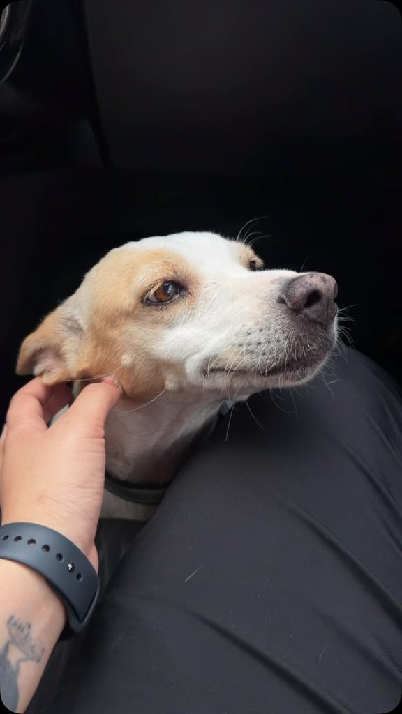 Yellow, cachorro de porte pequeno para adoção em Laranjal do Jari - AP