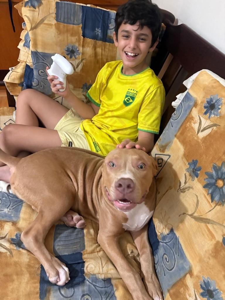 Pluto, cachorro de porte grande para adoção em Campinas - SP