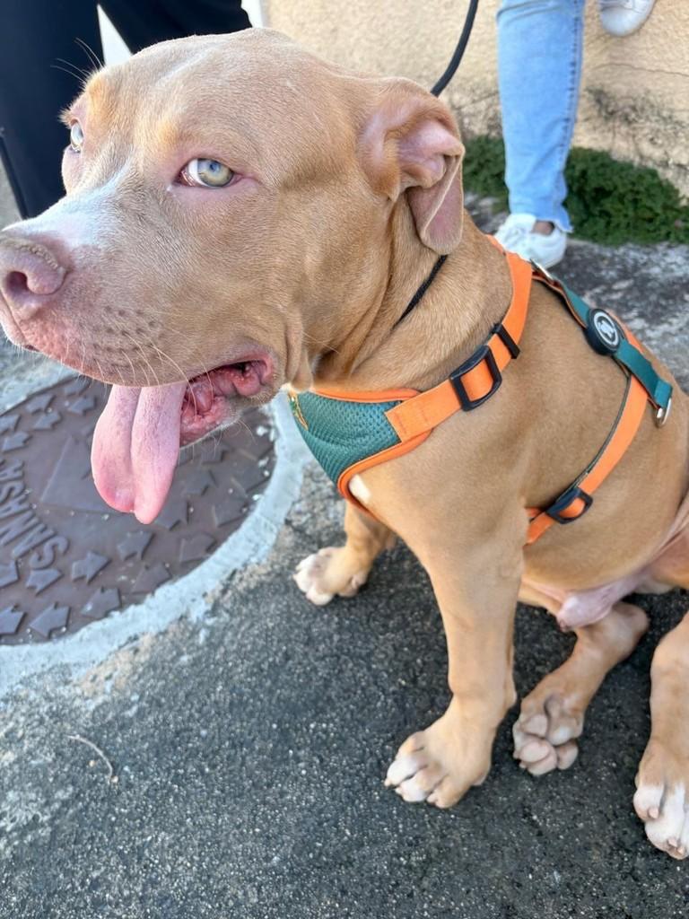 Pluto, cachorro de porte grande para adoção em Campinas - SP — foto 5 de 5