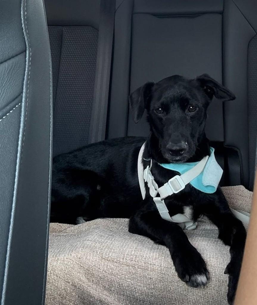 Mickey, cachorro de porte pequeno para adoção em Campinas - SP
