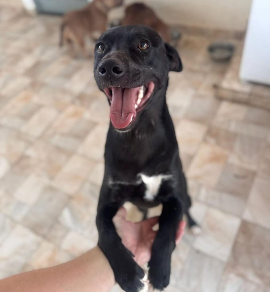 Urso, cachorro de porte médio para adoção em Campinas - SP