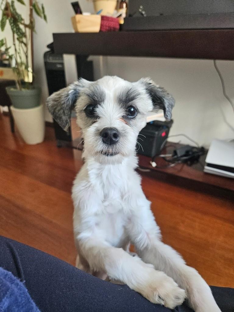Alyla, cachorro de porte pequeno para adoção em Campinas - SP