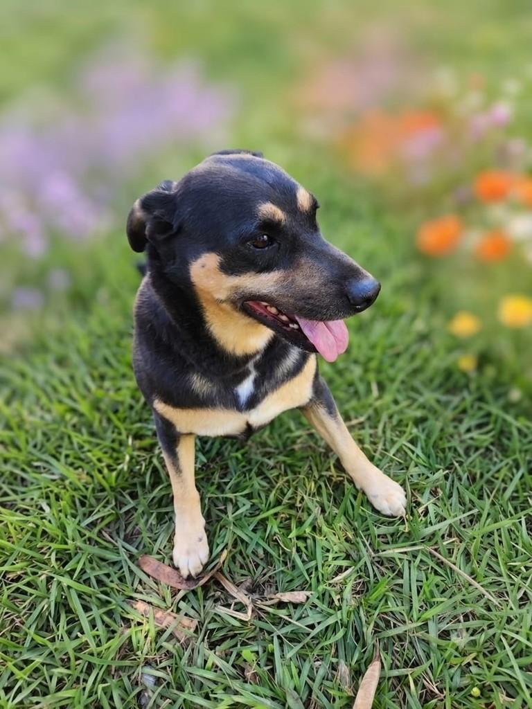 Trovão, cachorro de porte médio para adoção em Campinas - SP