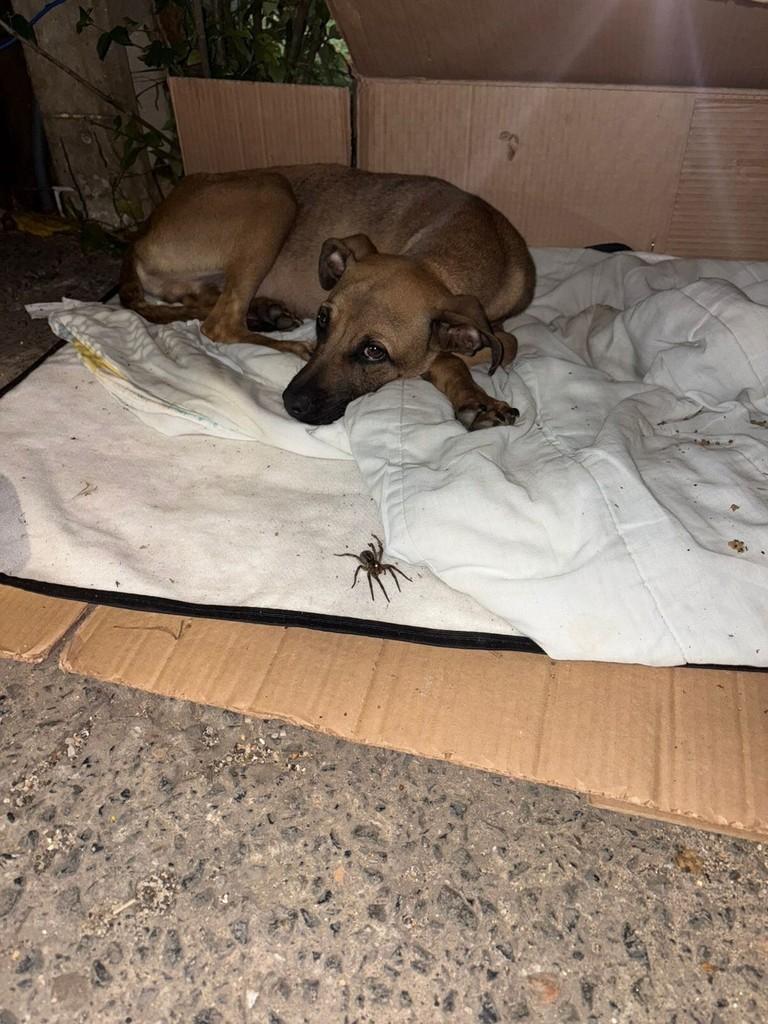 Brad, cachorro de porte médio para adoção em Campinas - SP
