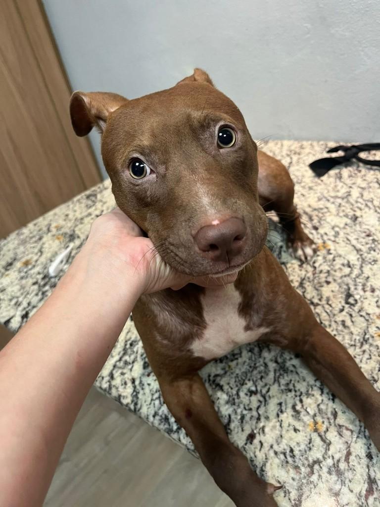 Maya, cachorro de porte grande para adoção em Campinas - SP