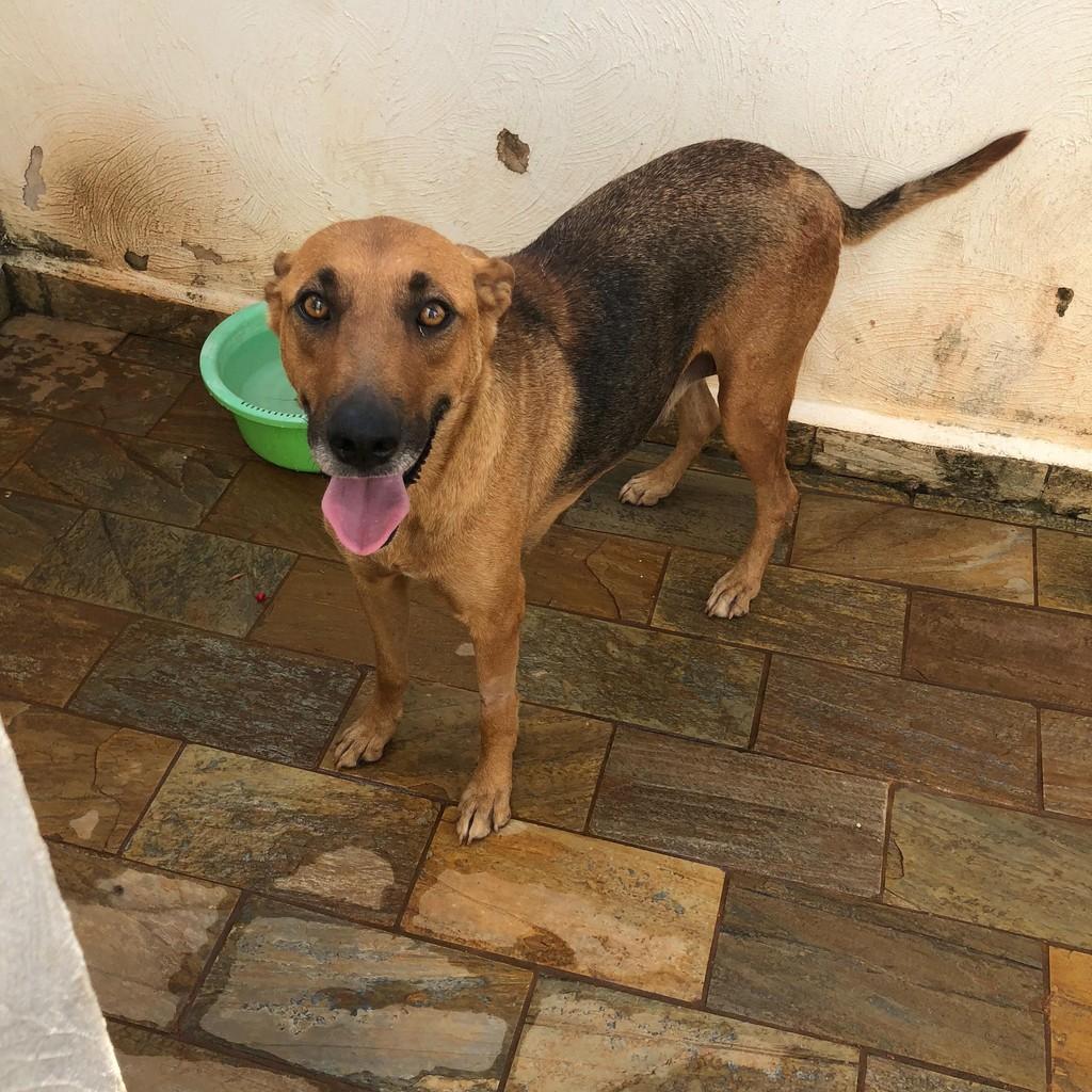 Amarela, cadela de porte médio para adoção em Campinas - SP