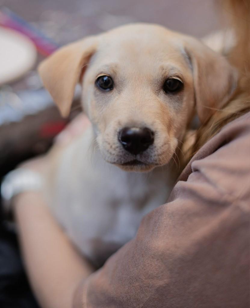 Marley, cachorro de porte pequeno para adoção em Campinas - SP