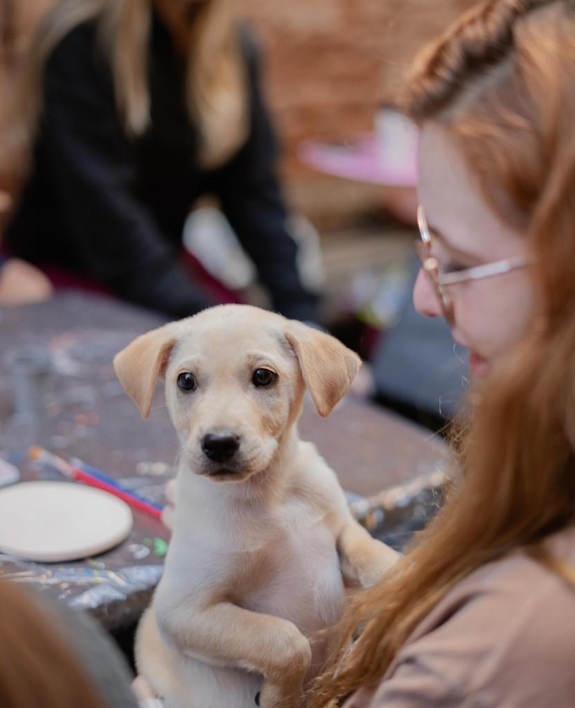 Marley, cachorro de porte pequeno para adoção em Campinas - SP — foto 5 de 8