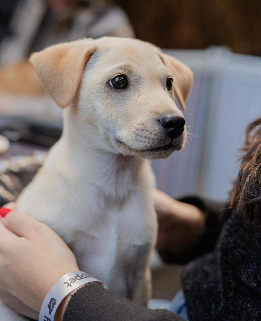 Marley, cachorro de porte pequeno para adoção em Campinas - SP — foto 5 de 6