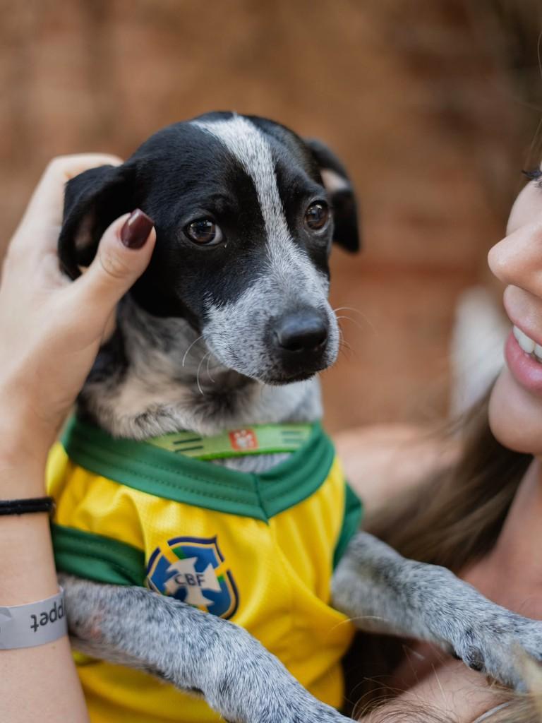 Quentão, cachorro de porte médio para adoção em Campinas - SP