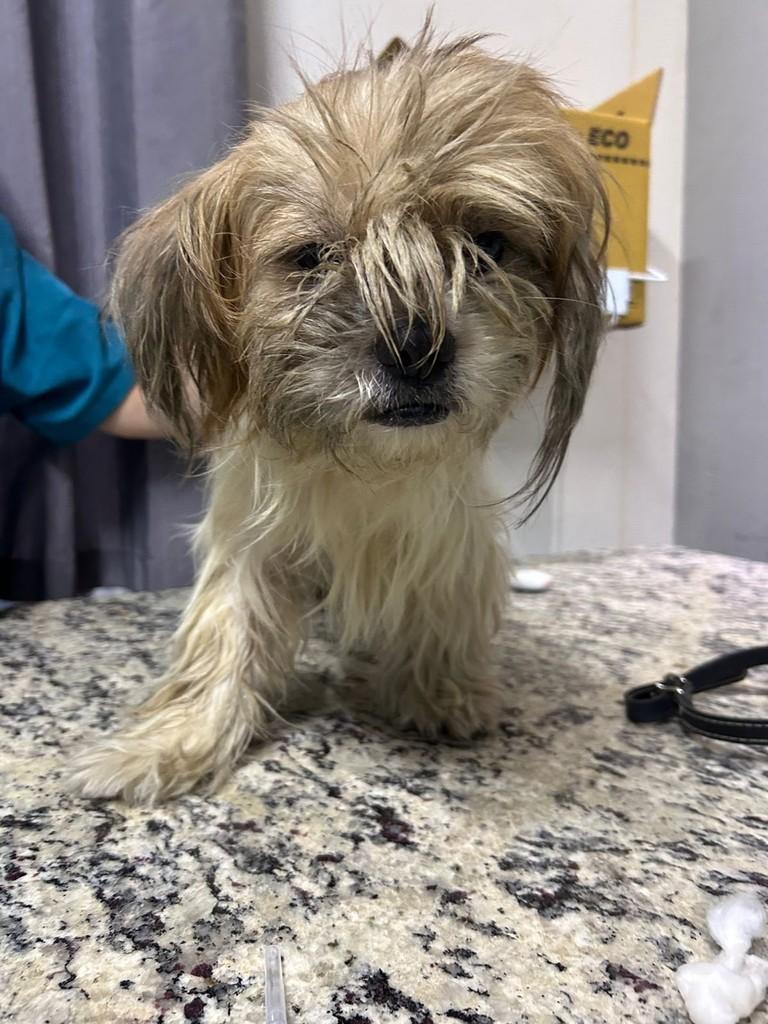 Shrek, cachorro de porte pequeno para adoção em Hortolândia - SP