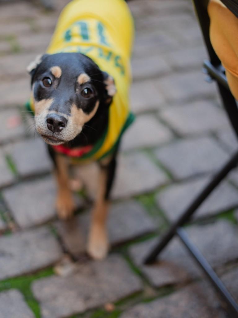 Thor, cachorro de porte pequeno para adoção em Campinas - SP