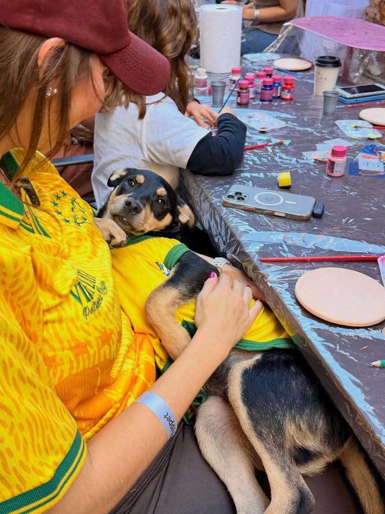 Thor, cachorro de porte pequeno para adoção em Campinas - SP — foto 4 de 6