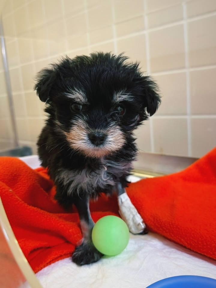 Lua, cachorro de porte pequeno para adoção em Campinas - SP