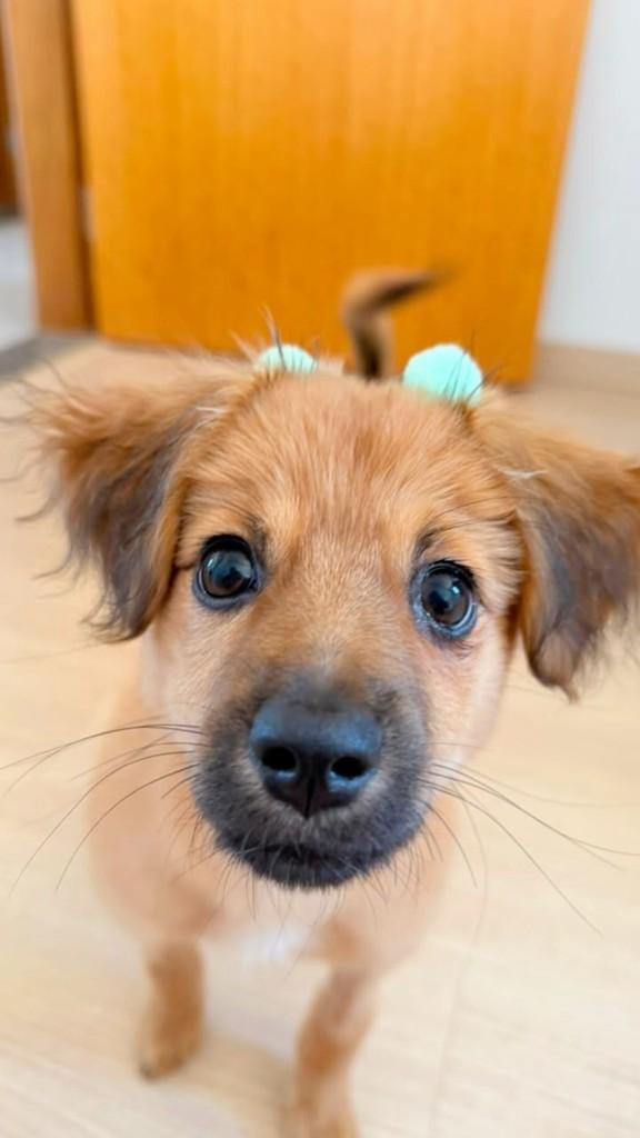 Gucci, cachorro de porte médio para adoção em Campinas - SP