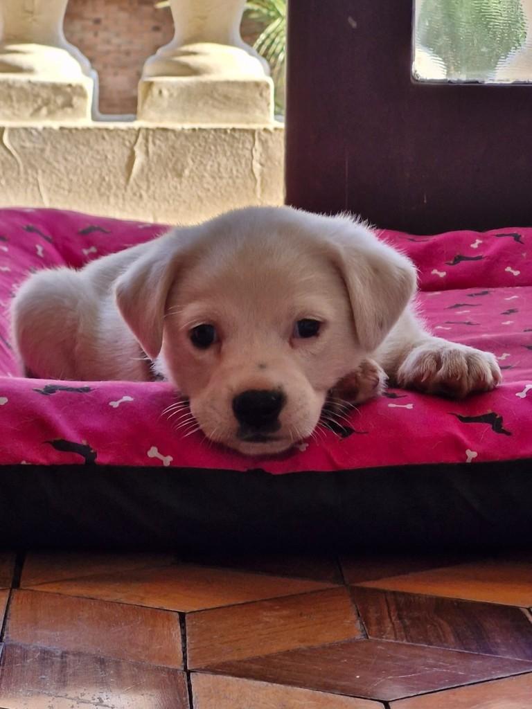 Panda, cachorro de porte pequeno para adoção em Campinas - SP
