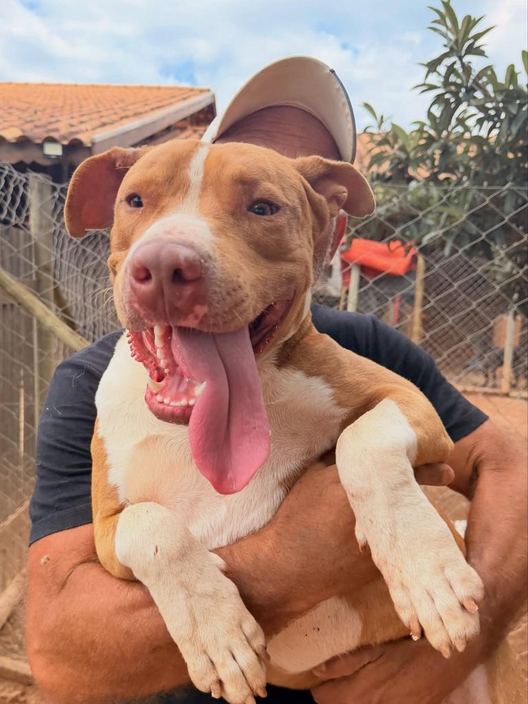 Ford, cachorro de porte médio para adoção em Campinas - SP