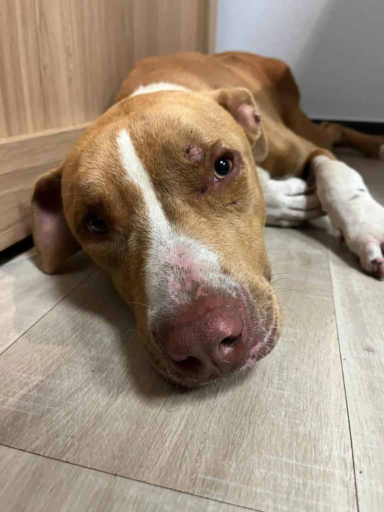 Ford, cachorro de porte médio para adoção em Campinas - SP — foto 5 de 10