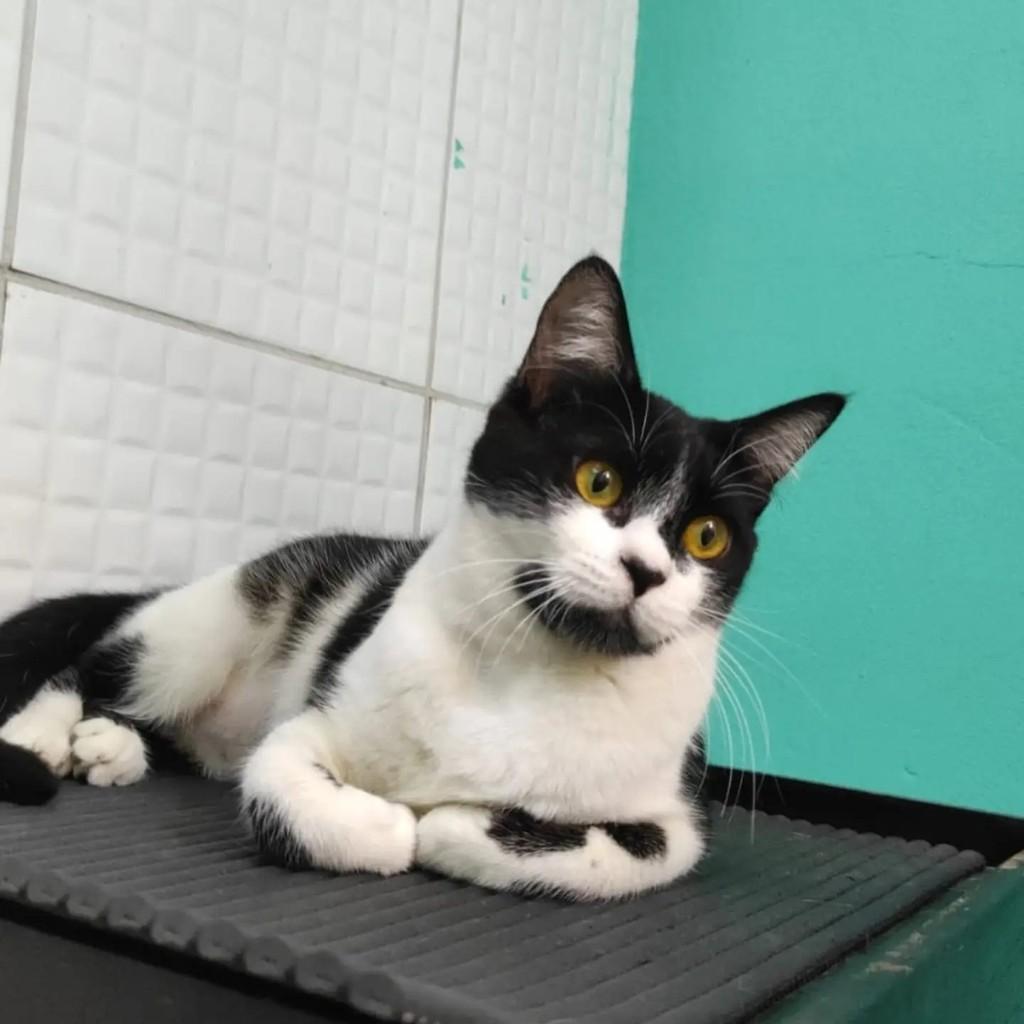Panda, gata de porte pequeno para adoção em Campinas - SP