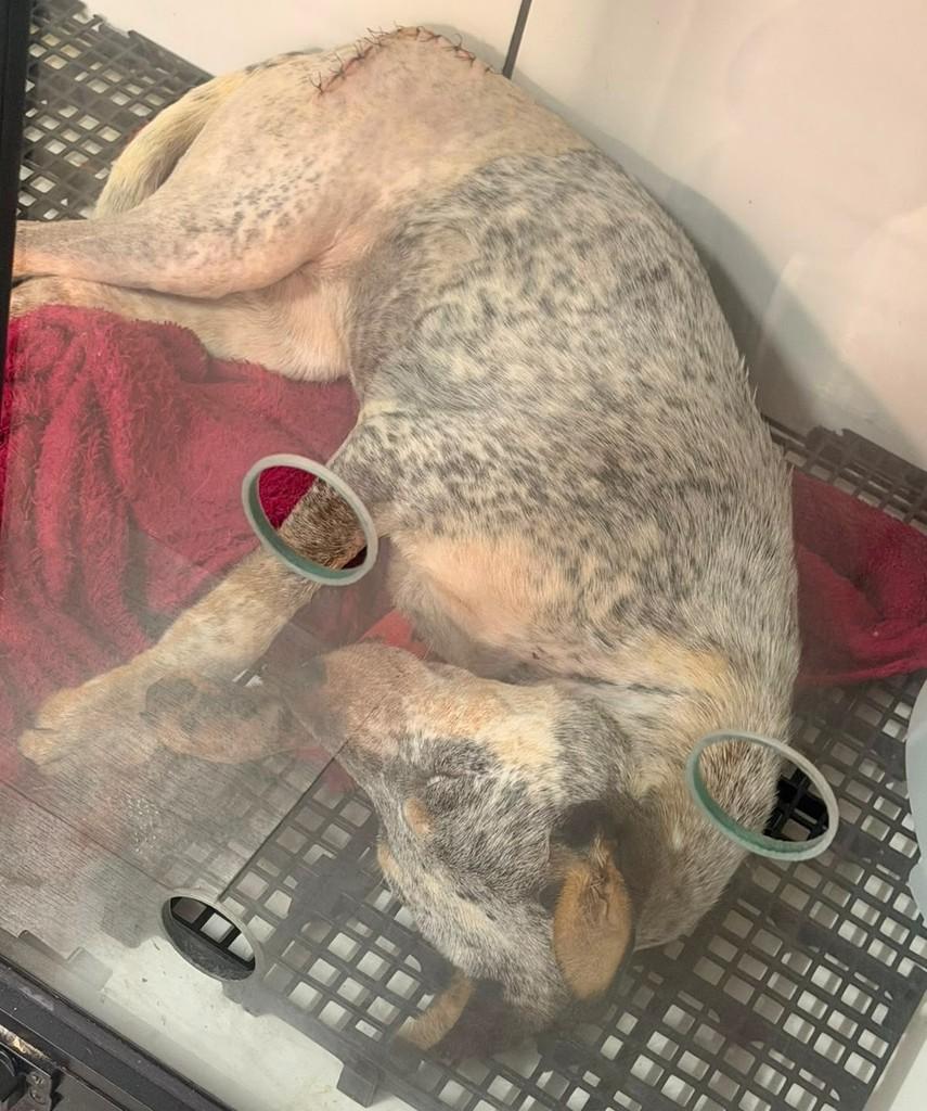 Espaguete, cadela de porte pequeno para adoção em Campinas - SP