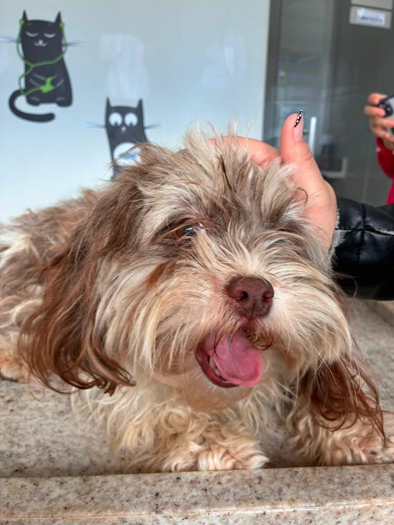 Olivia, cadela de porte pequeno para adoção em Campinas - SP