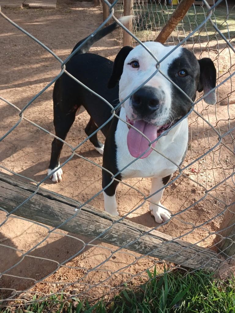 Lord, cachorro de porte médio para adoção em Campinas - SP
