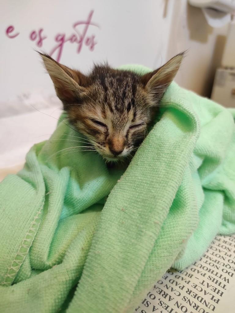 Flora, gata de porte pequeno para adoção em Campinas - SP