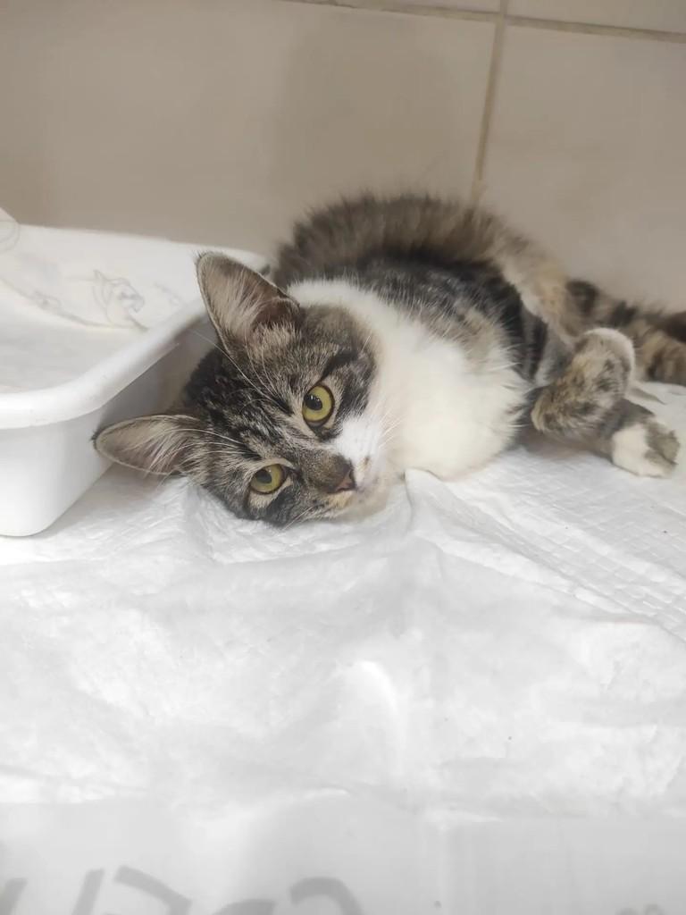 Jade, gata de porte pequeno para adoção em Campinas - SP