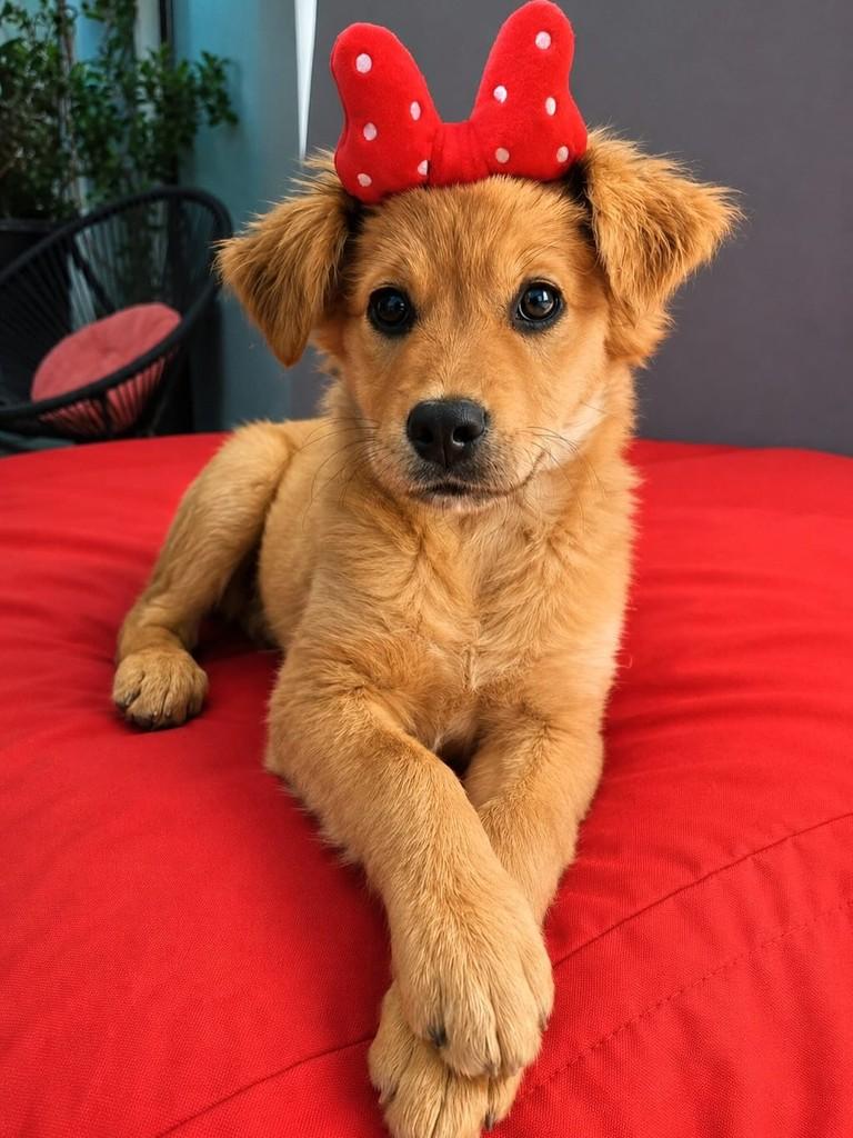Lara, cadela de porte médio para adoção em Campinas - SP