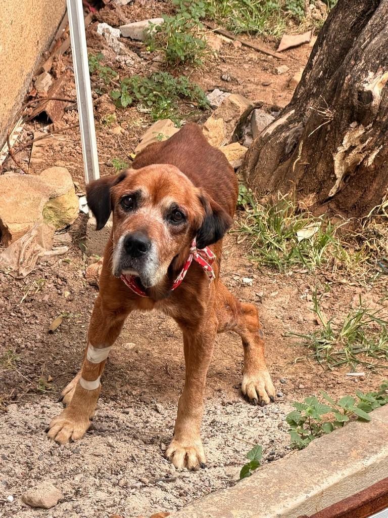 King, cachorro de porte médio para adoção em Campinas - SP