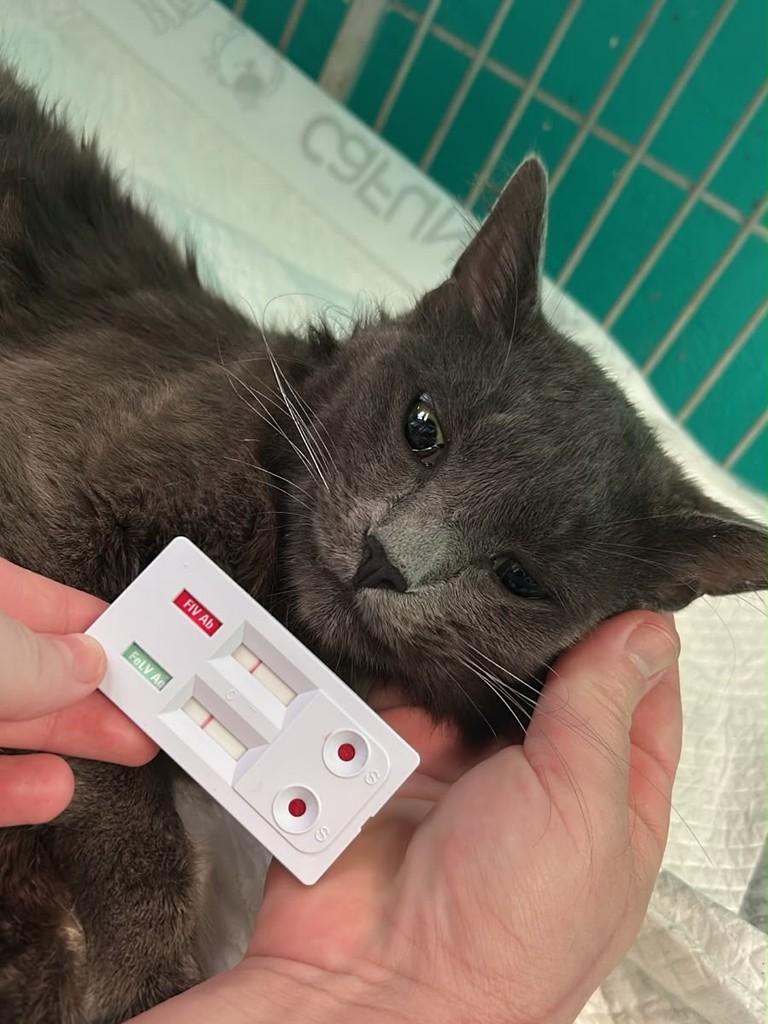 Gris, gato para adoção em Campinas - SP