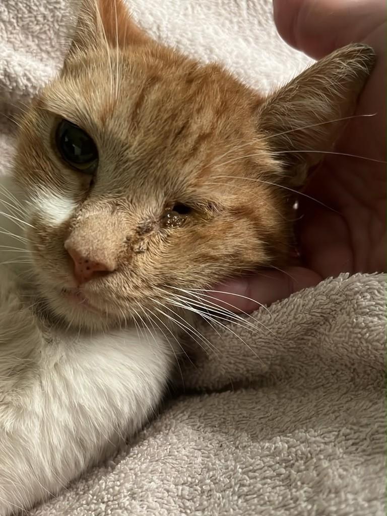 Mel, gata de porte médio para adoção em Campinas - SP