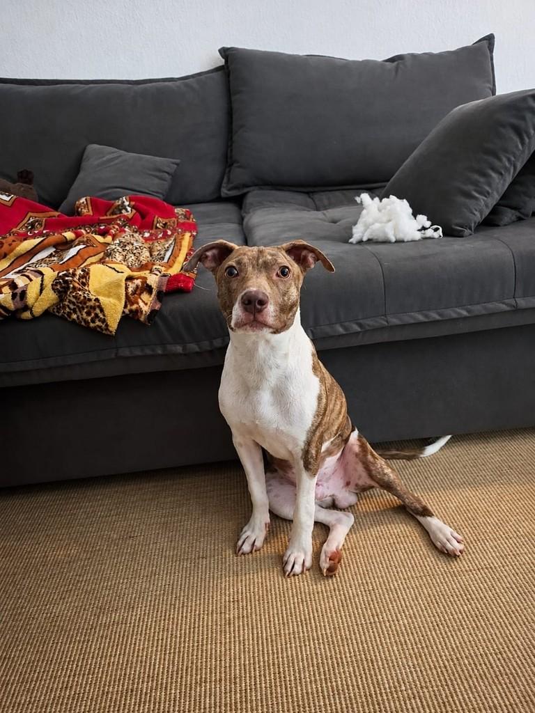 Lucca, cachorro de porte médio para adoção em Campinas - SP