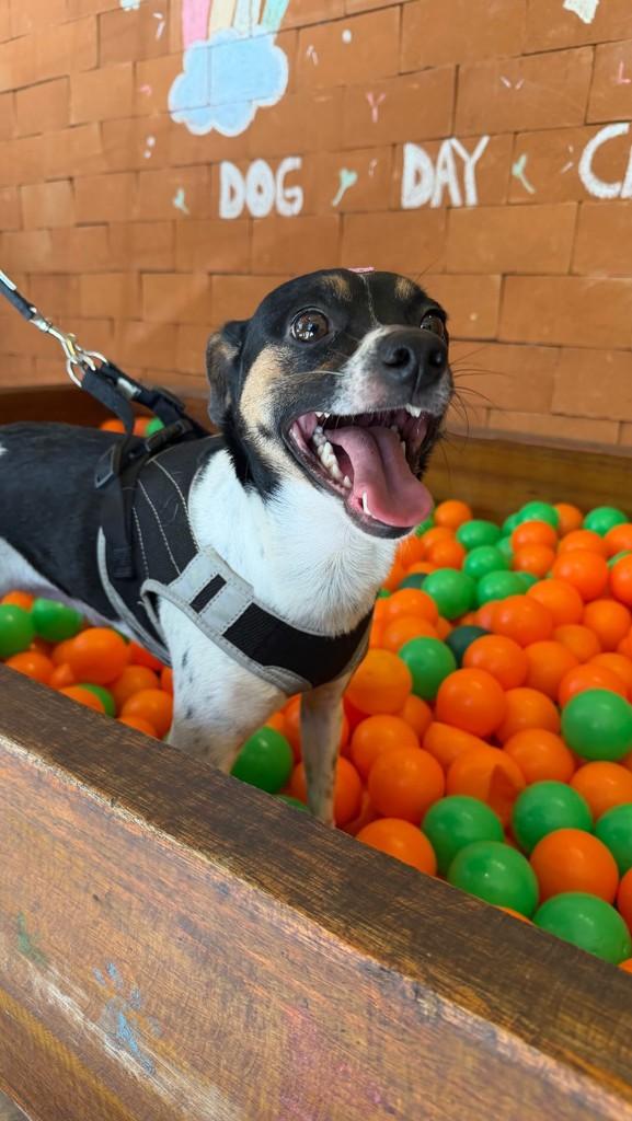 Cotoco, cachorro de porte pequeno para adoção em Campinas - SP