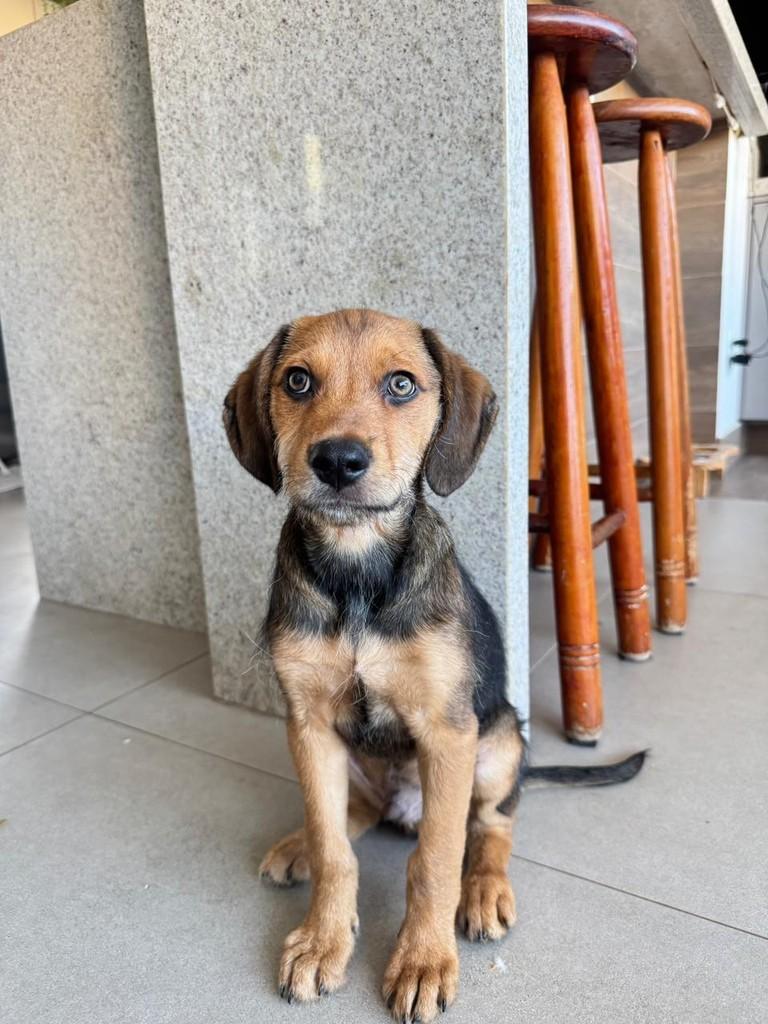 Andy, cachorro de porte pequeno para adoção em Campinas - SP