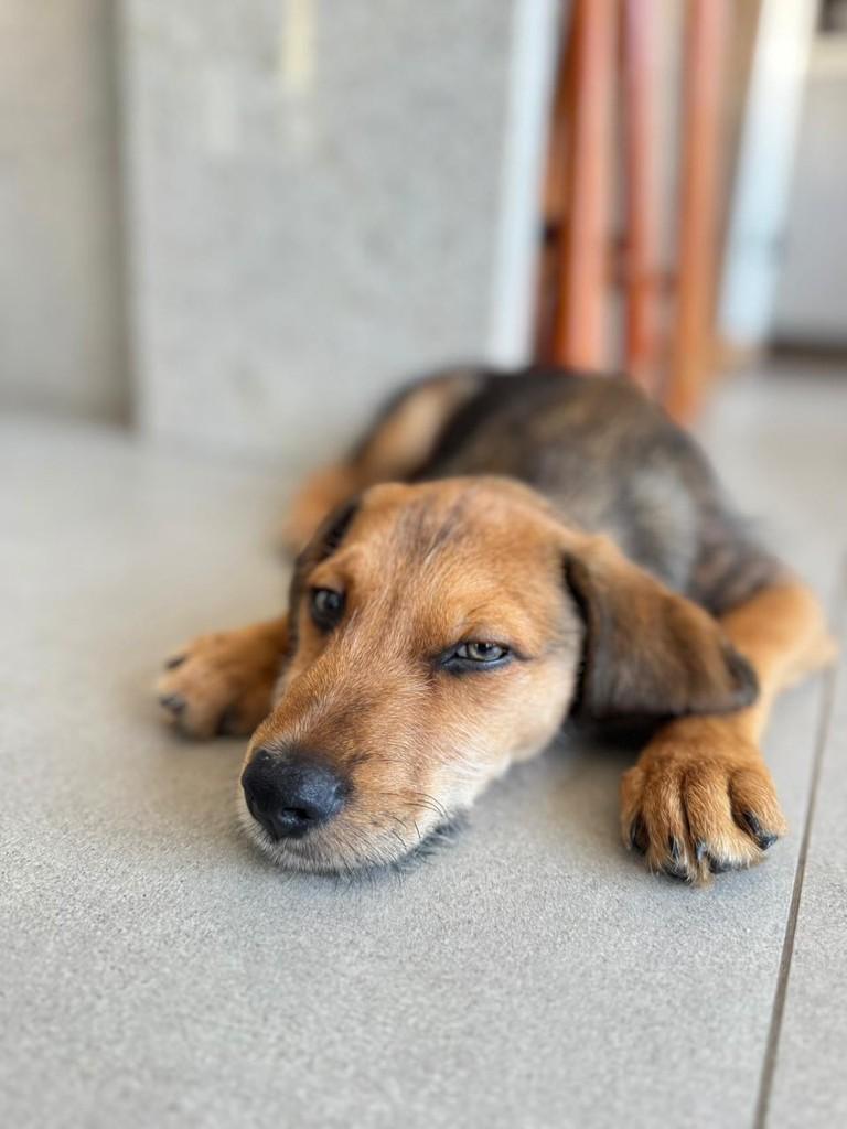 Andy, cachorro de porte pequeno para adoção em Campinas - SP — foto 2 de 6