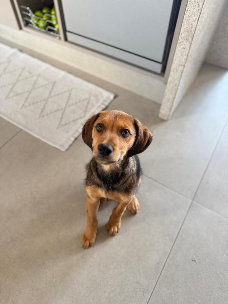 Andy, cachorro de porte pequeno para adoção em Campinas - SP — foto 3 de 6