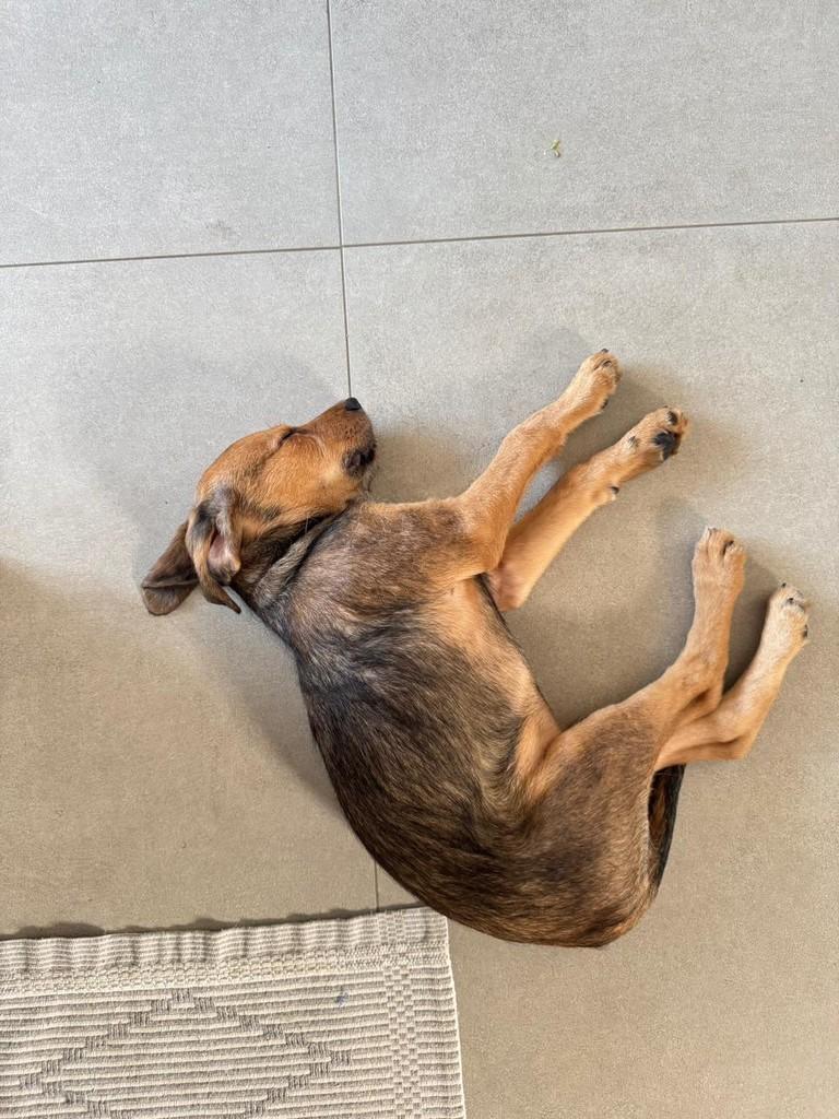Andy, cachorro de porte pequeno para adoção em Campinas - SP — foto 4 de 6