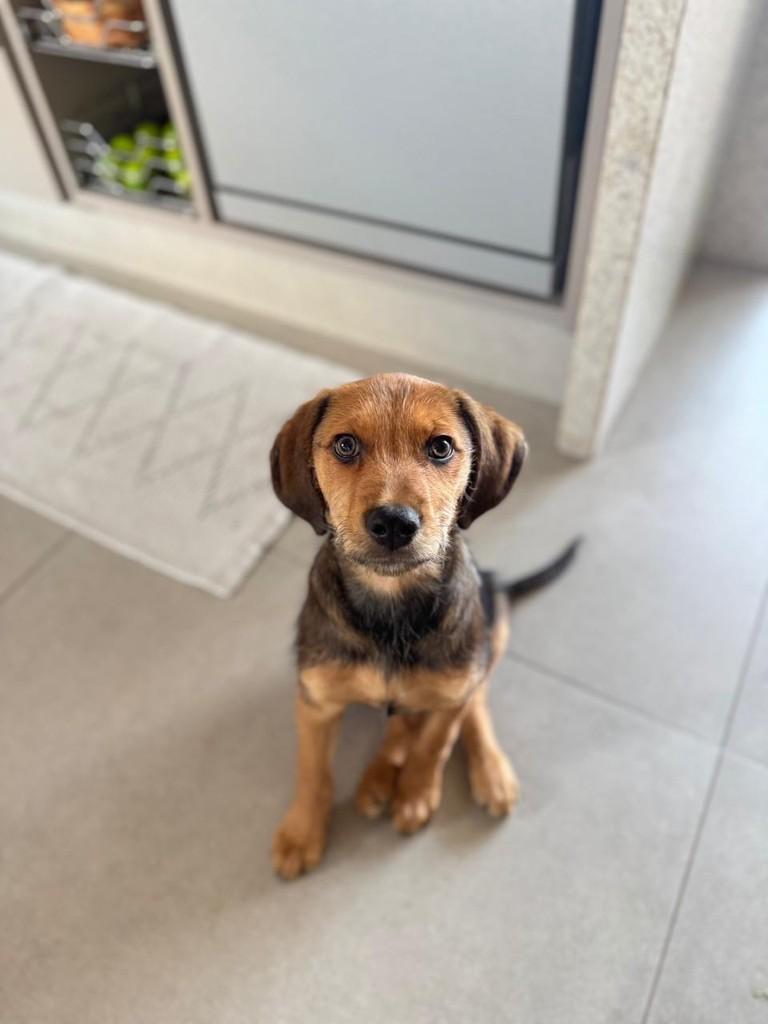 Andy, cachorro de porte pequeno para adoção em Campinas - SP — foto 5 de 6