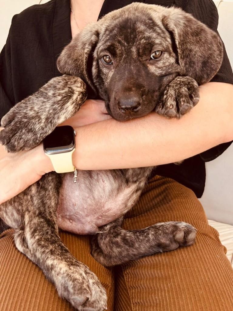 Ravi, cachorro de porte grande para adoção em Campinas - SP