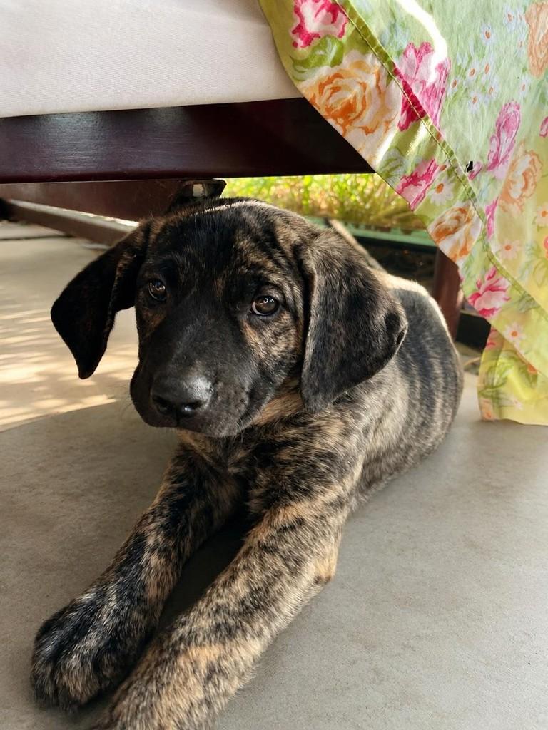 Ravi, cachorro de porte grande para adoção em Campinas - SP — foto 2 de 3