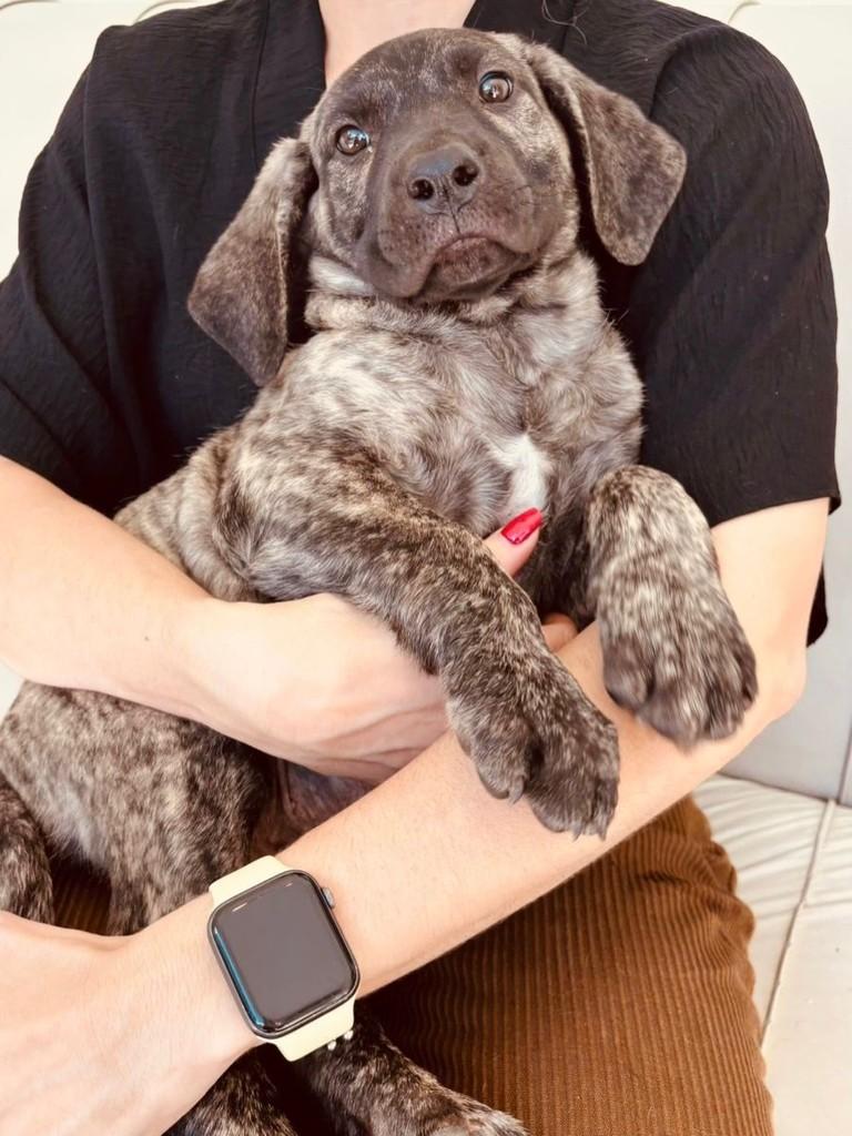 Ravi, cachorro de porte grande para adoção em Campinas - SP — foto 3 de 3