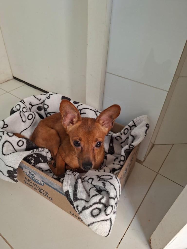 Dudu, cachorro de porte pequeno para adoção em Campinas - SP