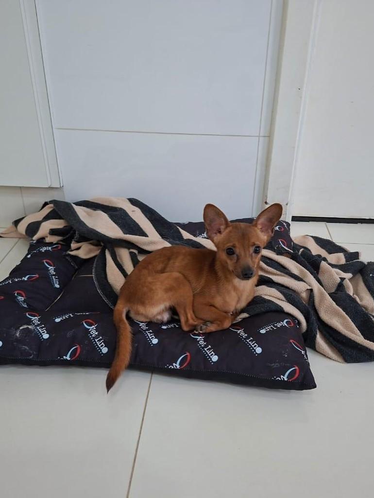 Dudu, cachorro de porte pequeno para adoção em Campinas - SP — foto 2 de 4