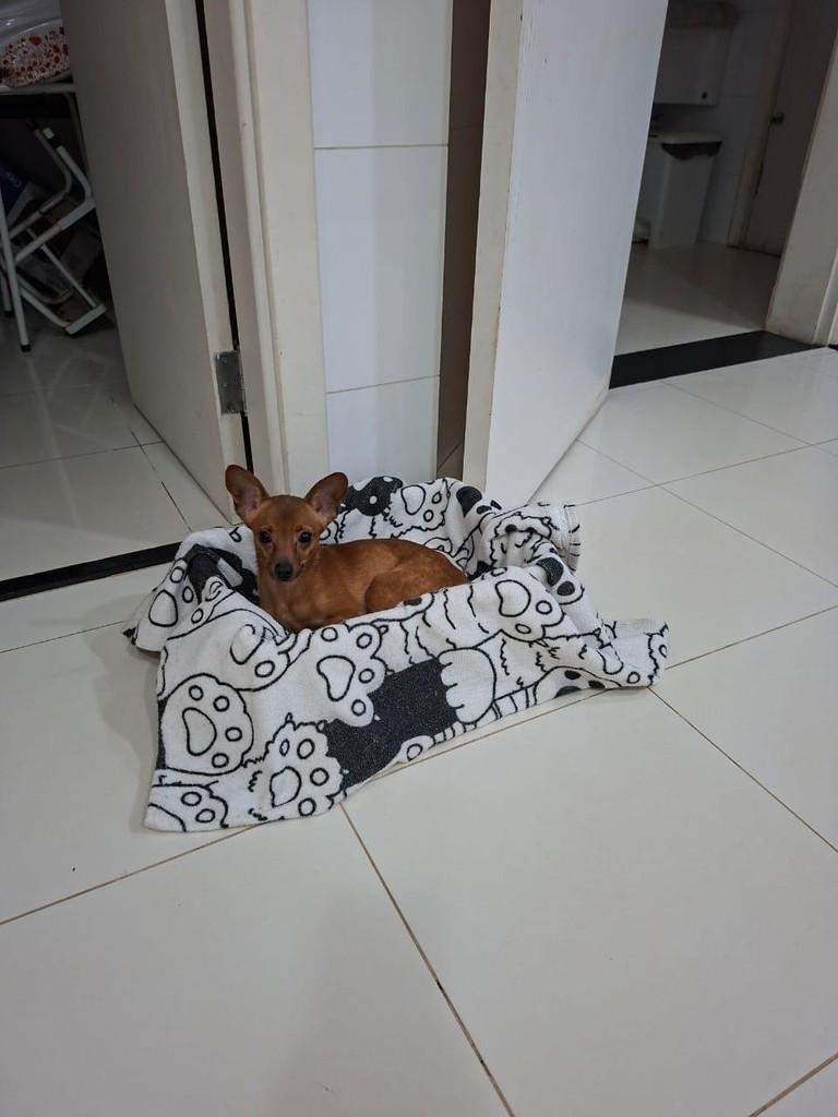 Dudu, cachorro de porte pequeno para adoção em Campinas - SP — foto 3 de 4