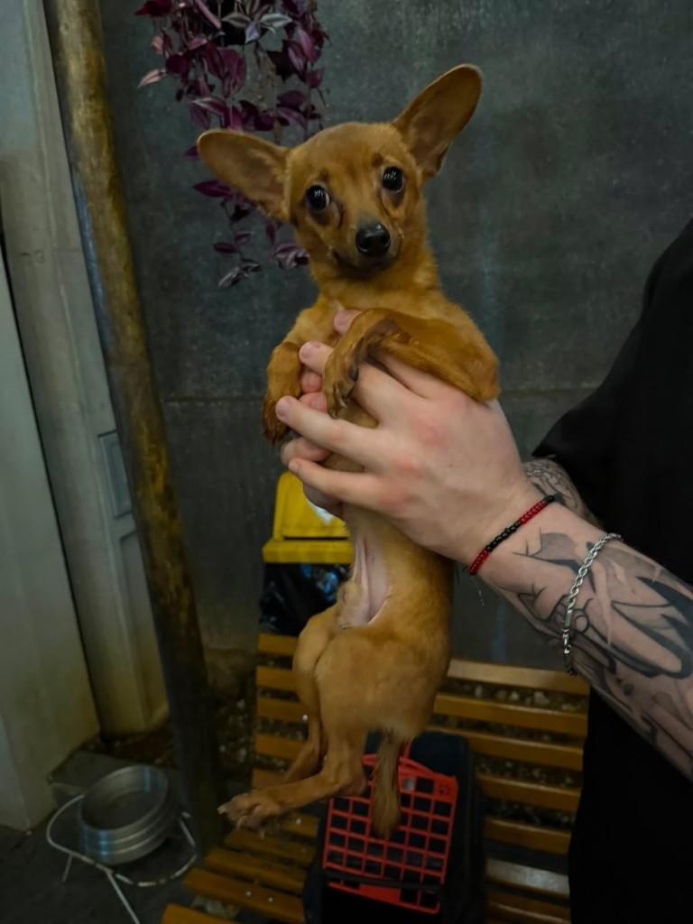 Dudu, cachorro de porte pequeno para adoção em Campinas - SP — foto 4 de 4