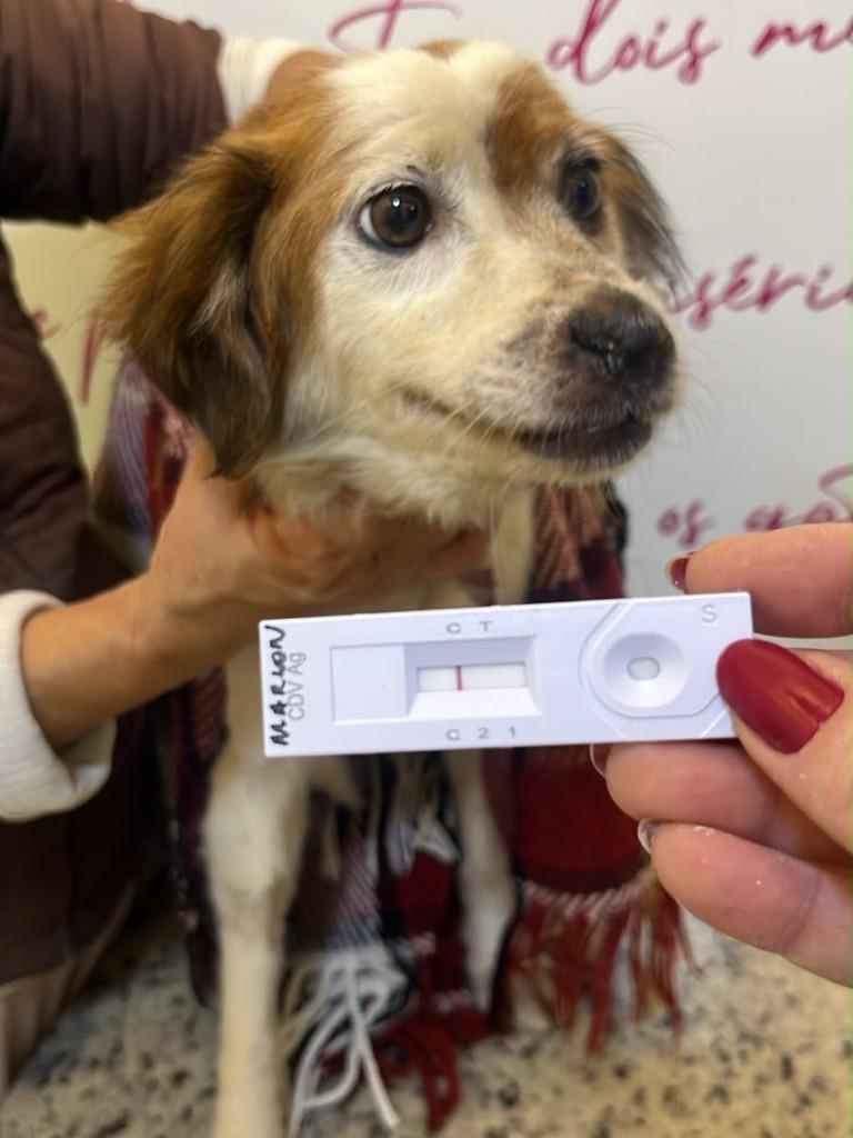 Marrom, cachorro de porte pequeno para adoção em Campinas - SP